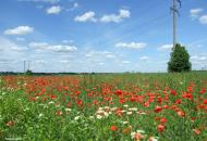 Луків з panoramio.com