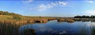 Рідкодуби з panoramio.com