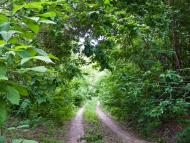 Луковиця з panoramio.com