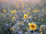 Піддубне з panoramio.com