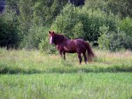 Полянка з panoramio.com