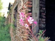 Полянка з panoramio.com