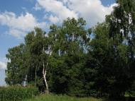 Антоненкове з panoramio.com