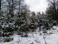 Капітанівка з panoramio.com