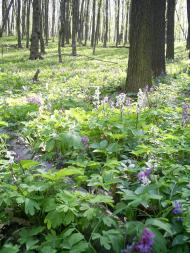 Шкарівка з panoramio.com