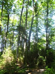 Товмачик з panoramio.com