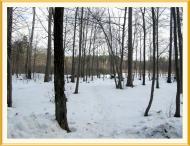 Лісне з panoramio.com