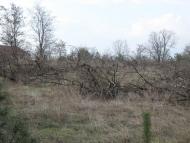 Розумівка з panoramio.com