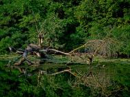 Розумівка з panoramio.com