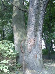 Великі Канівці з panoramio.com