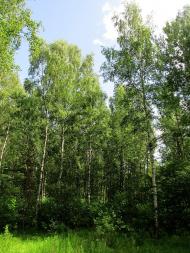 Понінка з panoramio.com