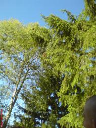 Марчихина Буда з panoramio.com