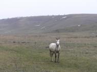 Тригради з panoramio.com