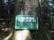 Товмачик з panoramio.com