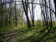 Шкарівка з panoramio.com