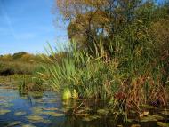 Івачів Горішній з panoramio.com