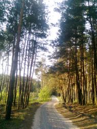 Сухоліси з panoramio.com