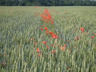 Городок з panoramio.com