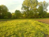 Дубовий Гай з panoramio.com