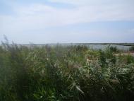 Рисове з panoramio.com