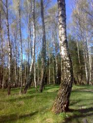 Жабка з panoramio.com