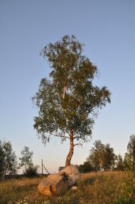 Полянка з panoramio.com