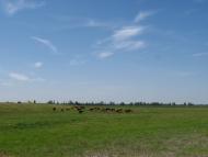 Новомалинівка з panoramio.com