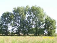 Кривуші з panoramio.com