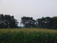 Майорщина з panoramio.com