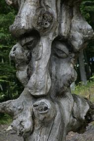 Лісники з panoramio.com