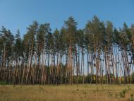 Червоний Шахтар з panoramio.com