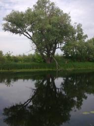 Новомутин з panoramio.com