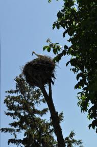 Нерубайка з panoramio.com