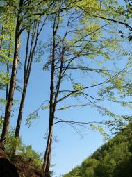 Синяк з panoramio.com