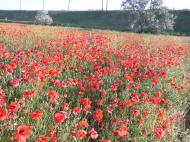 Воронівка з panoramio.com