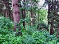 Керецьки з panoramio.com