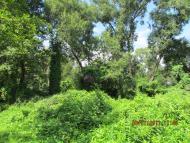 Дубовий Гай з panoramio.com