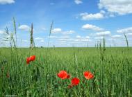 Сомин з panoramio.com