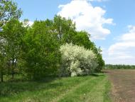 Мирошниківка з panoramio.com