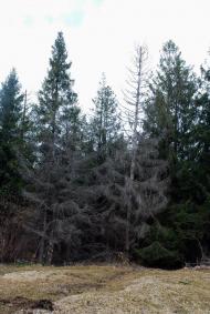 Делятин з panoramio.com