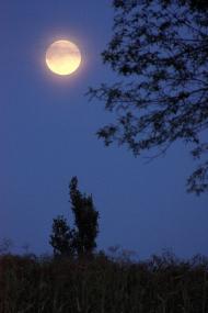 Саврань з panoramio.com