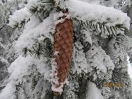 Дністрик-Дубовий - Останні фото