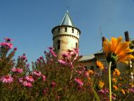 Приозерне з panoramio.com