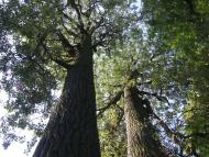 Луків з panoramio.com