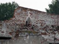 Полянка з panoramio.com