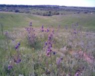 Бутенкове з panoramio.com