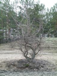 Осьмаки з panoramio.com