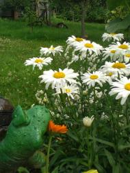 Дядьковичі з panoramio.com