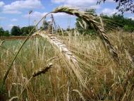 Полянка з panoramio.com