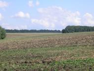 Піддубне з panoramio.com